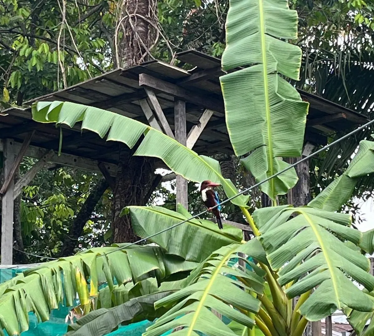 Villa Aman In Georgetown 0*, Τζωρτζ Τάουν Μαλαισία